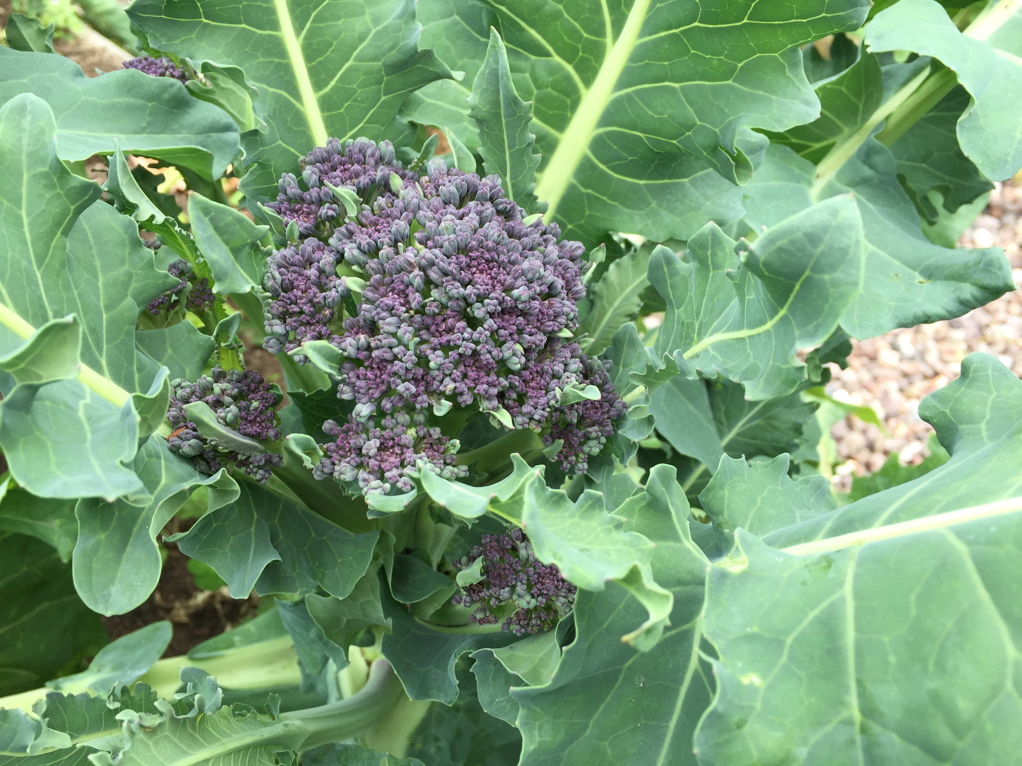 Bursting Vege Beds